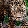 Avatar nik0goll0._