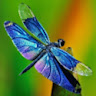 Avatar JAndreaVargasCumplid
