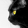 Avatar usuario