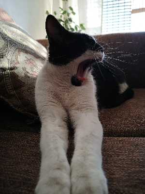 Avatar ChristianCarrasco